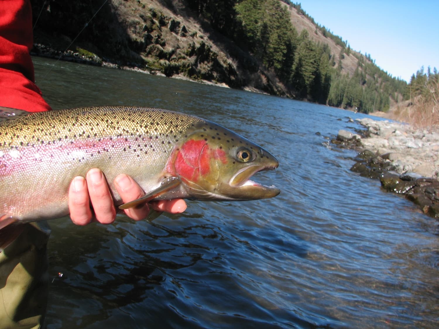 Swinging Blades for Summer Steelhead