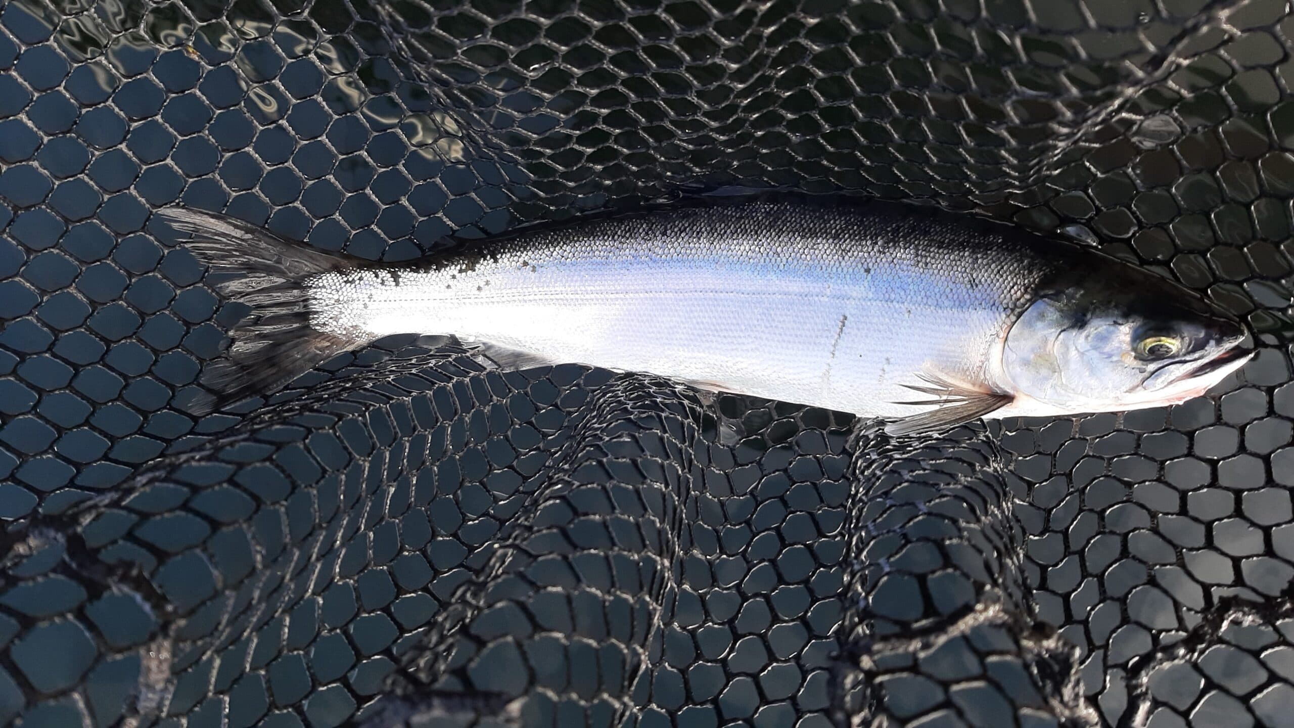 Lake Washington Kokanee Secrets