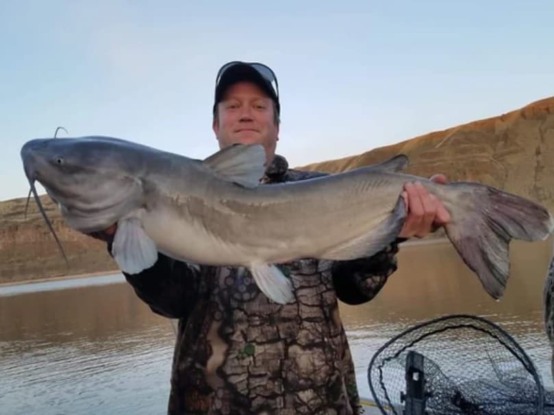 Catfishing in Washington