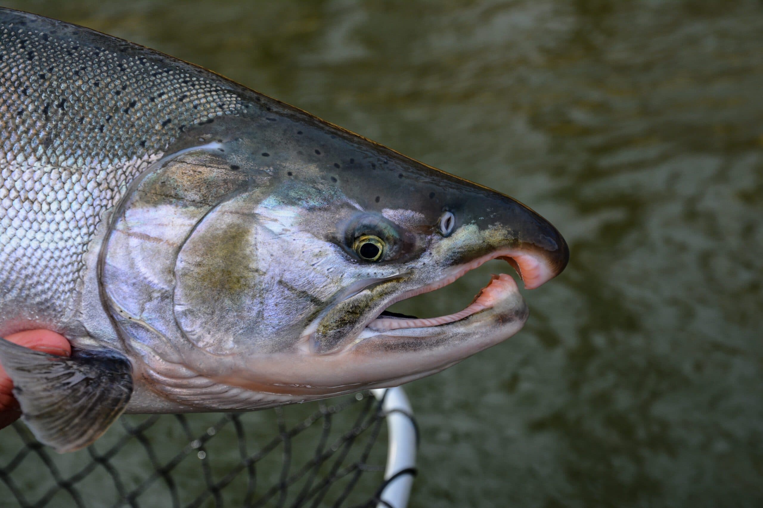 Silver Salmon River Lockjaw Strategies