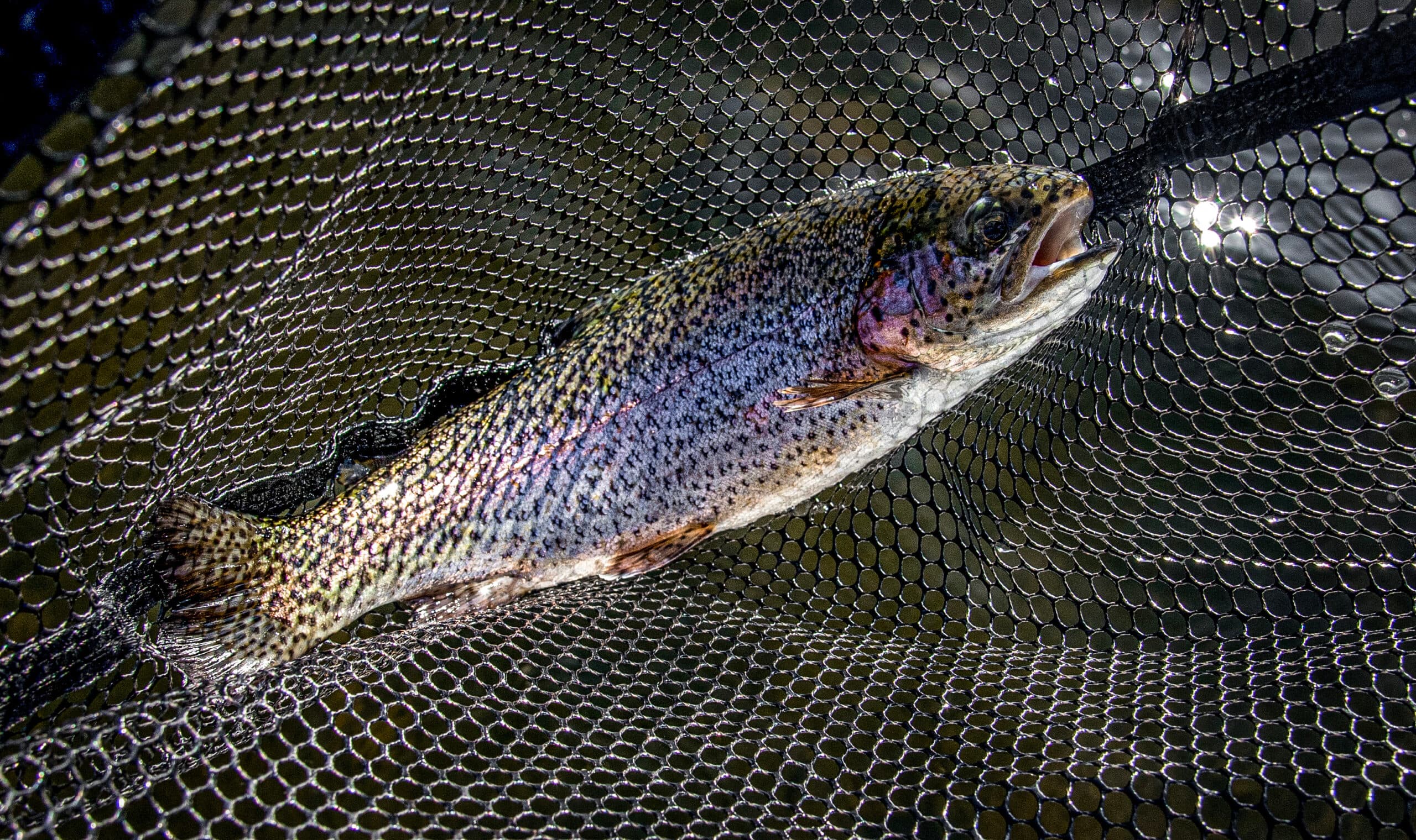 Spring Ahead To Roses Lake