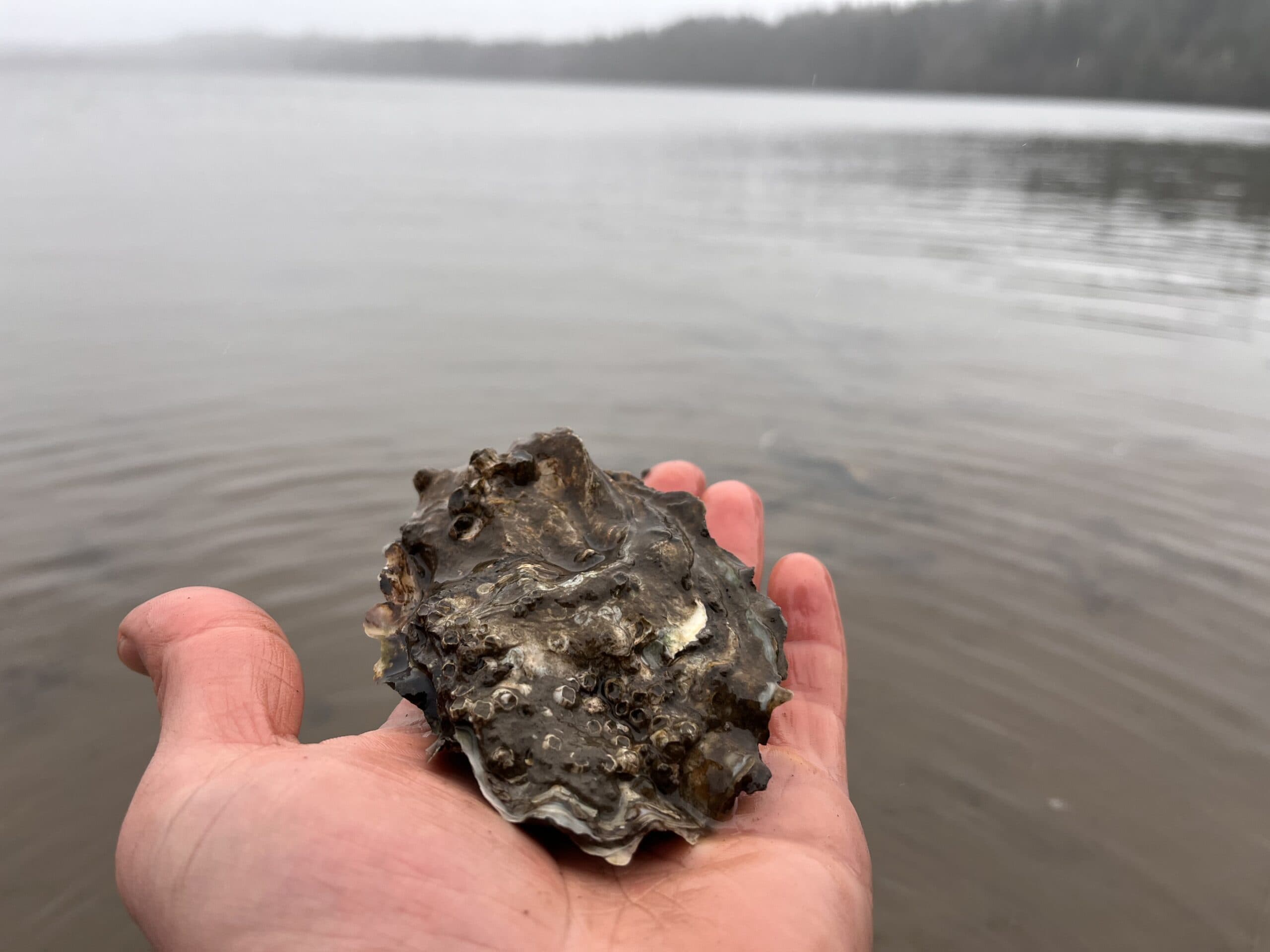 Shellfish Harvesting on the Puget Sound