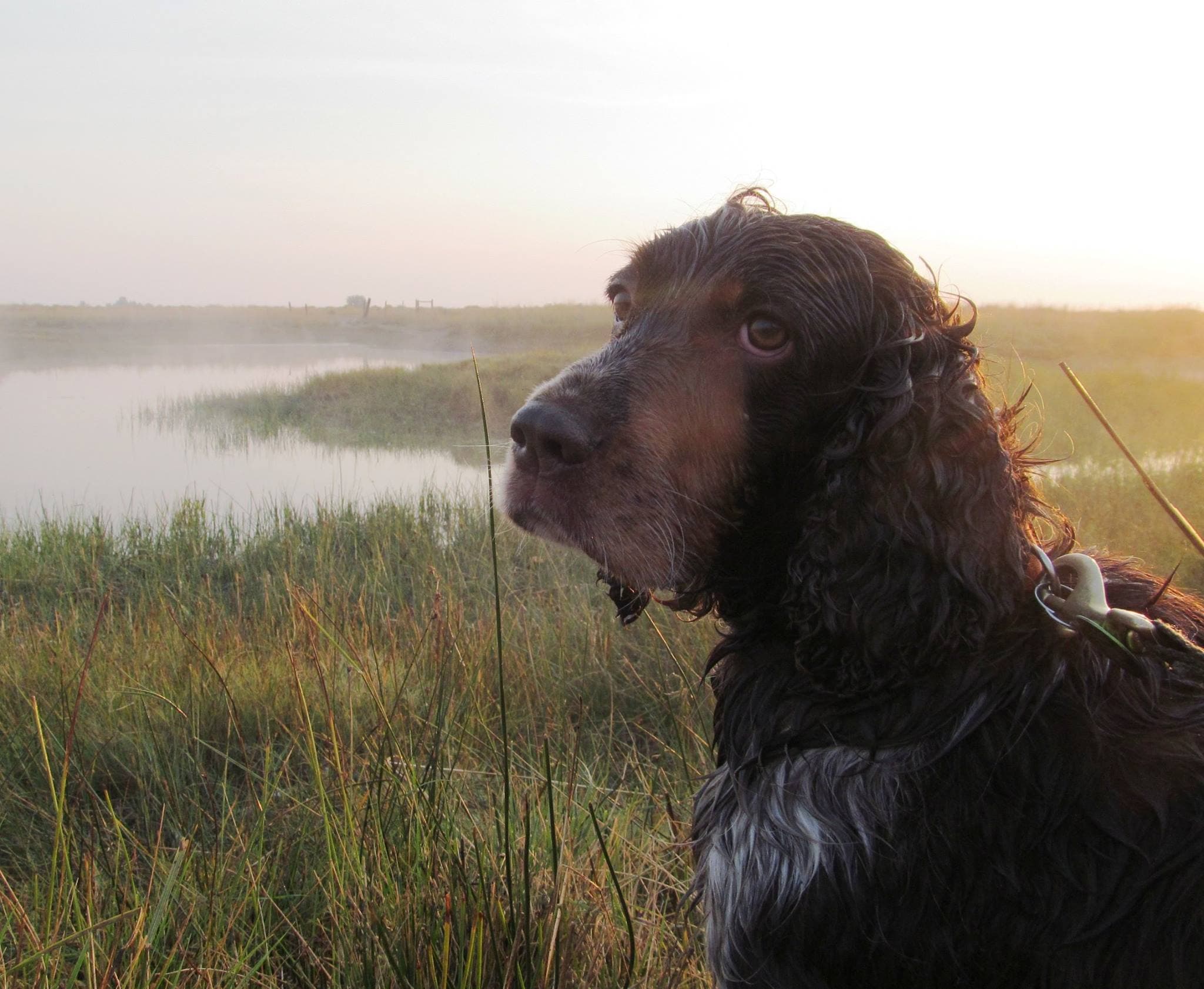 THE WORST DUCK HUNTING DOG I EVER LOVED