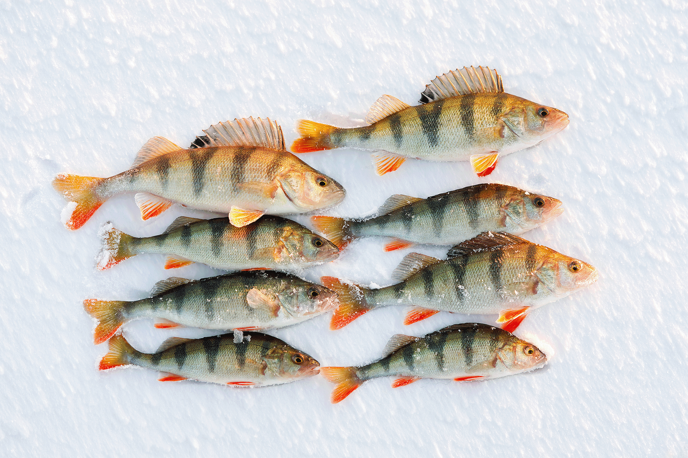 Winter Perch Tips