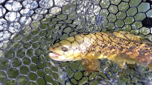 The Dance Of Fly Fishermen